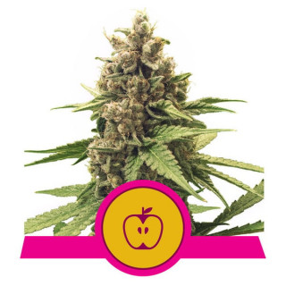 Apple Fritter - Féminisée - Royal Queen Seeds| ROOTS-SEEDS.FR