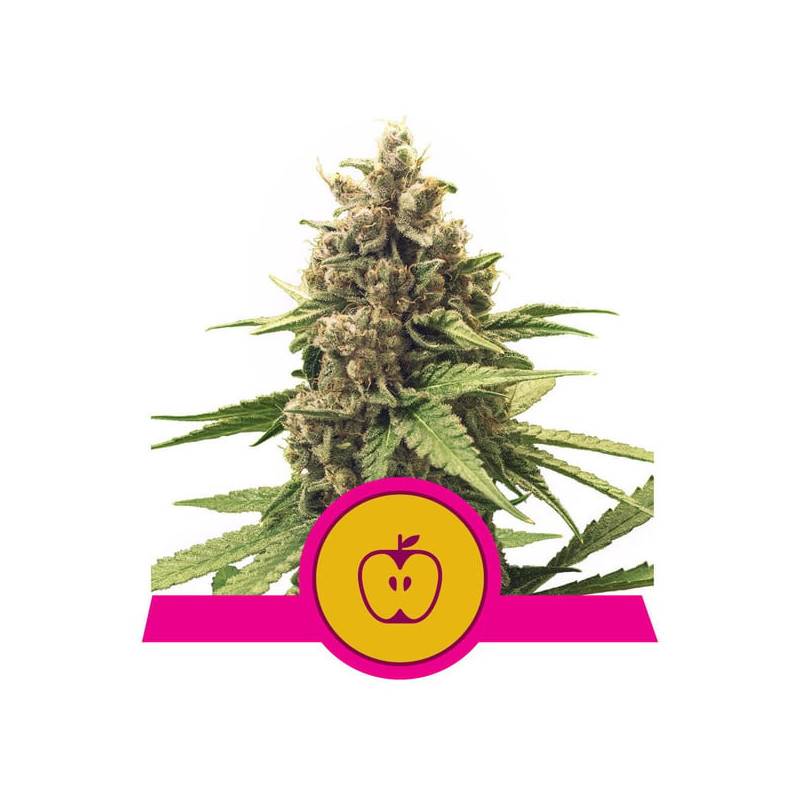 Apple Fritter - Féminisée - Royal Queen Seeds| ROOTS-SEEDS.FR