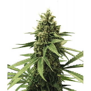 Apple Fritter - Féminisée - Royal Queen Seeds| ROOTS-SEEDS.FR