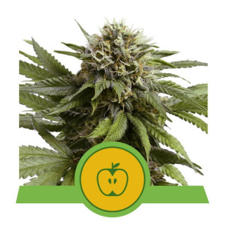 Apple Fritter - Autofloraison - Royal Queen Seeds| ROOTS-SEEDS.FR