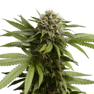 Apple Fritter - Autofloraison - Royal Queen Seeds| ROOTS-SEEDS.FR