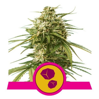 Gushers - Féminisée - Royal Queen Seeds | ROOTS-SEEDS.FR