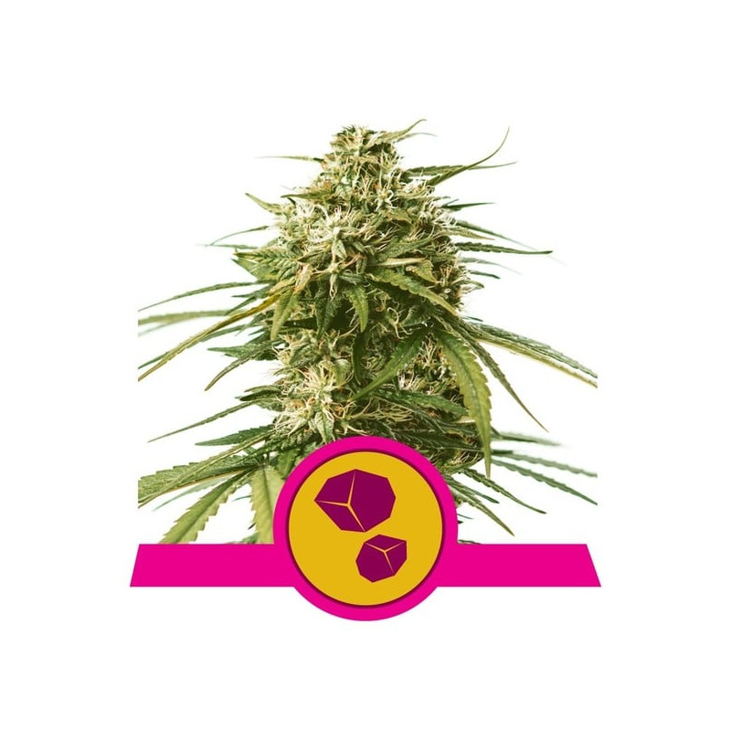 Gushers - Féminisée - Royal Queen Seeds | ROOTS-SEEDS.FR