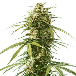 Gushers - Féminisée - Royal Queen Seeds | ROOTS-SEEDS.FR