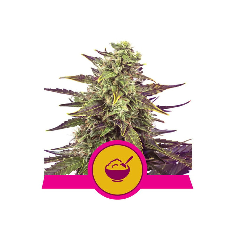 Cereal Milk - Féminisée - Royal Queen Seeds| ROOTS-SEEDS.FR