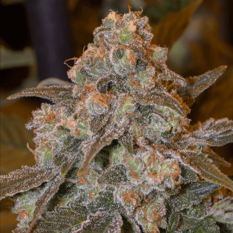 Gorilla Frost - Féminisée - Silent Seeds | ROOTS-SEEDS.FR
