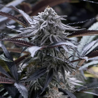 Grape Juice - Féminisée - Silent Seeds | ROOTS-SEEDS.FR