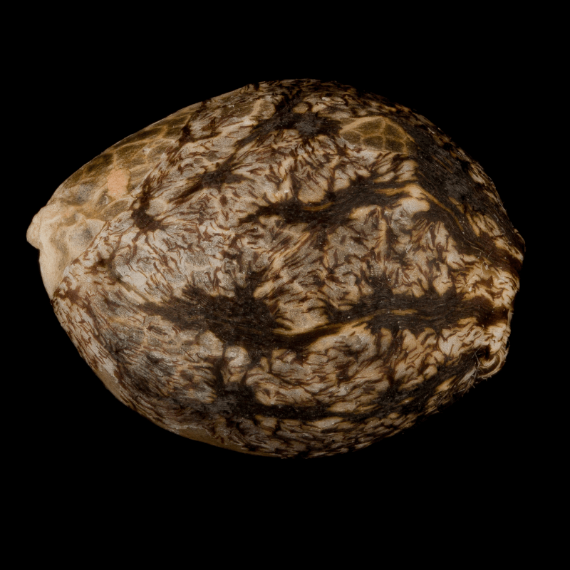 Lemon Sorbet - Féminisée - Silent Seeds | ROOTS-SEEDS.FR