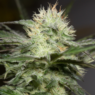 Lemon Sorbet - Féminisée - Silent Seeds | ROOTS-SEEDS.FR
