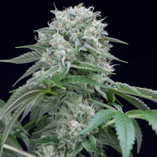 Starfire OG - Féminisée - Silent Seeds | ROOTS-SEEDS.FR