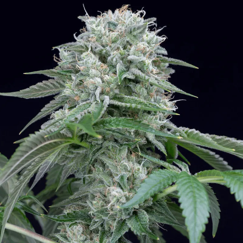 Starfire OG - Féminisée - Silent Seeds | ROOTS-SEEDS.FR