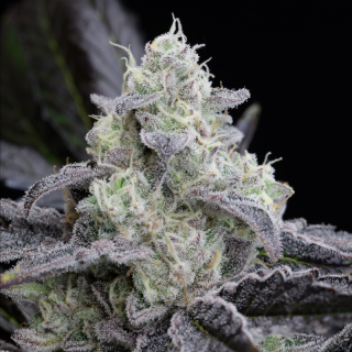 L.A. Vanilla Cake Auto - Autofloraison - Silent Seeds | ROOTS-SEEDS.FR