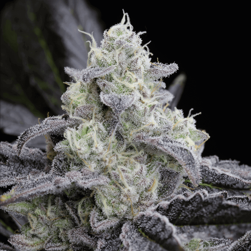 L.A. Vanilla Cake Auto - Autofloraison - Silent Seeds | ROOTS-SEEDS.FR