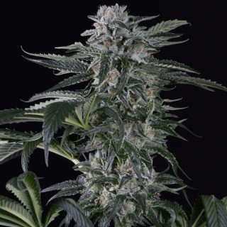 Moby Dick - Autofloraison - Silent Seeds | ROOTS-SEEDS.FR
