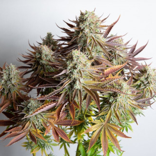 SLH -Super Lemon Haze - BSF Seeds Graines de Collection