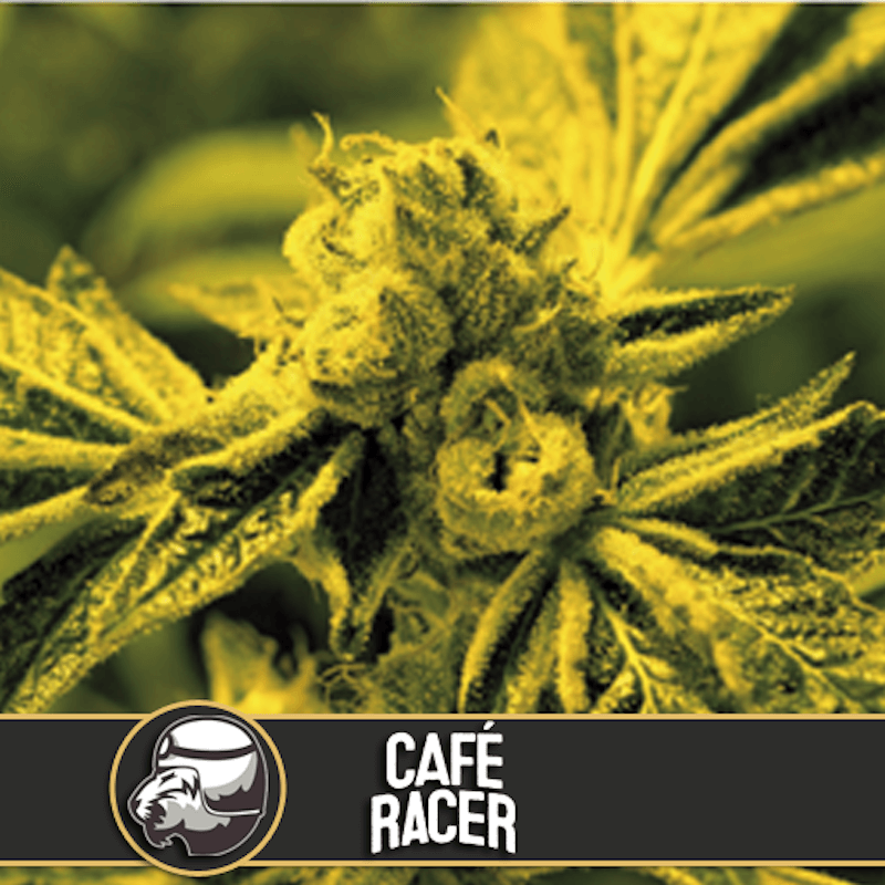 Café racer blimburn american genetics Café racer blimburn american genetics