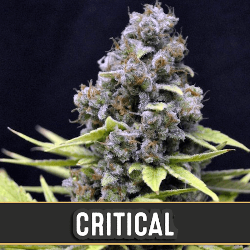 Critical auto blimburn seeds