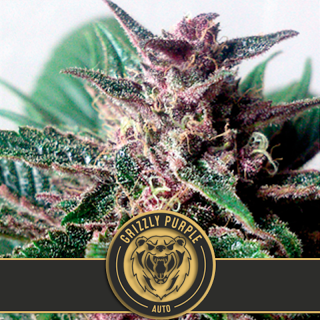 Grizzly purlple auto blimburn seeds