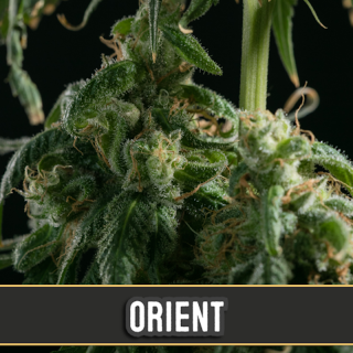 Orient auto blimburn seeds