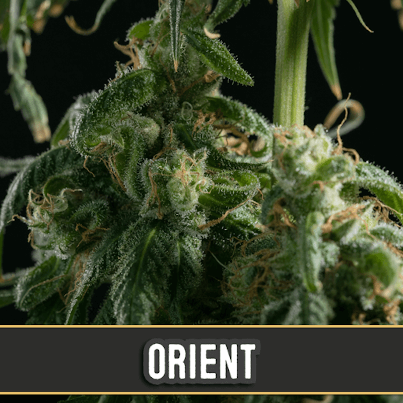 Orient Auto - Blimburn Seeds - Graines de Collection