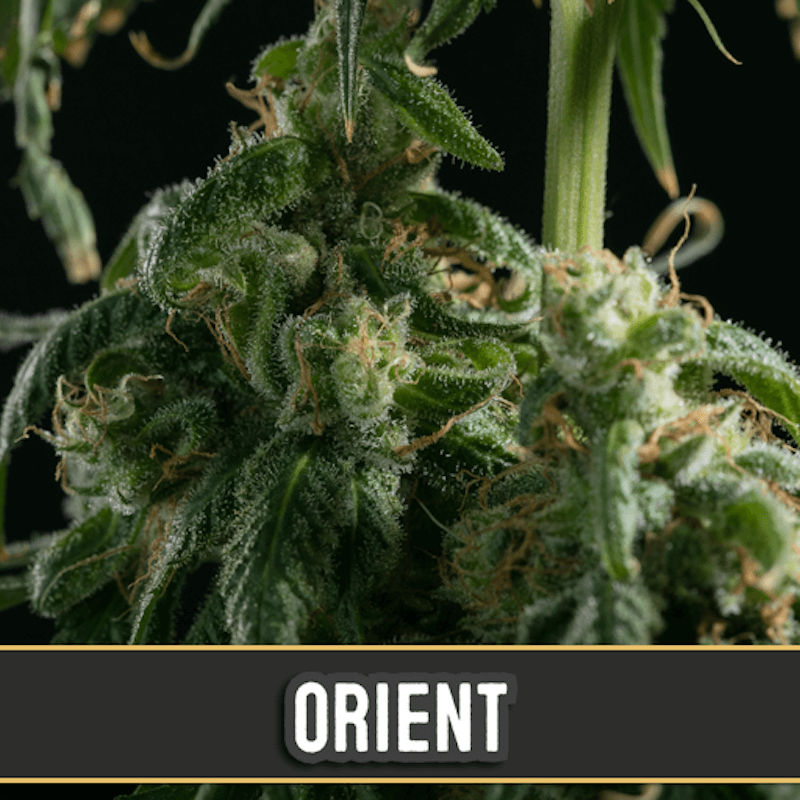 Orient auto blimburn seeds