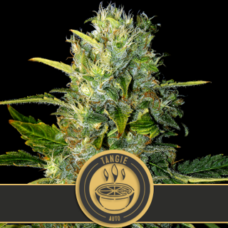 Tangie Auto - Blimburn Seeds - Graines de Collection