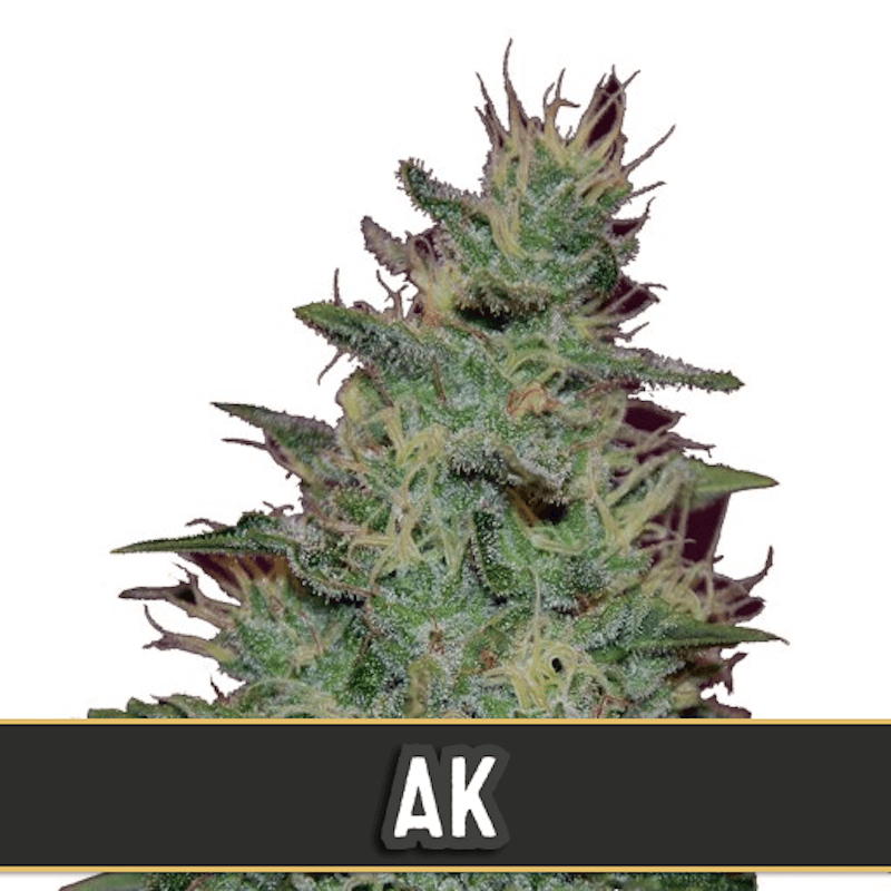 AK auto blimburn seeds