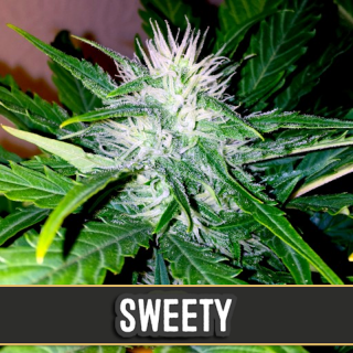 Sweety auto blimburn seeds