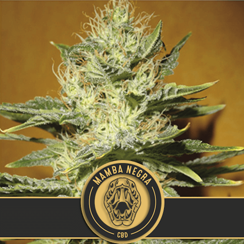 Mamba negra high CBD - blimburn