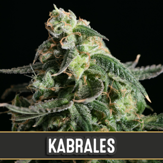 Kabrales Auto - Blimburn Seeds - Graines de Collection