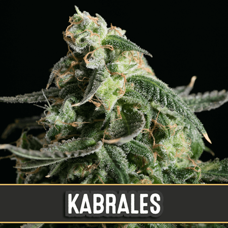 Kabrales auto blimburn seeds