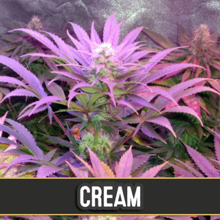 Cream Auto - Blimburn Seeds - Graines de Collection