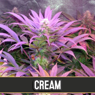 Cream auto blimburn seeds