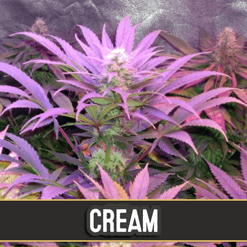 Cream auto blimburn seeds