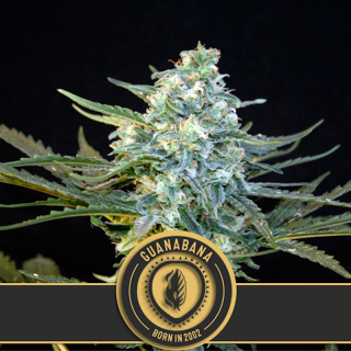 Guanabana - Féminisée - Blimburn Seeds