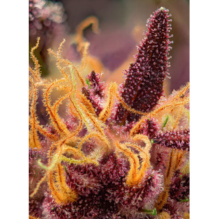 Red Mimosa XL - Autofloraison - Sweet Seeds