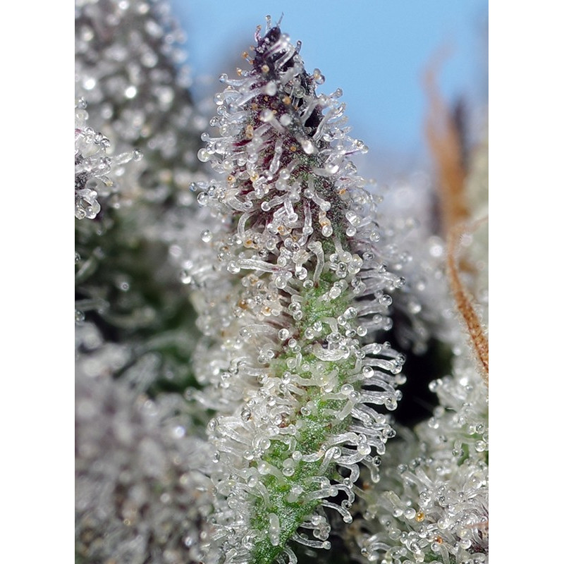 Orange Apricot Glue XL - Autofloraison - Sweet Seeds