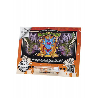 Orange Apricot Glue XL - Autofloraison - Sweet Seeds | ROOTS-SEEDS.FR