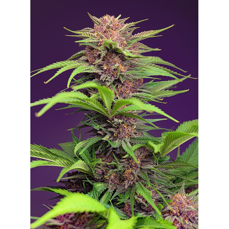 Mimosa Bruce Banner XL - Autofloraison - Sweet Seeds