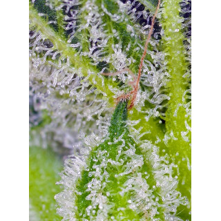 Sweet Mandarine Zkittlez XL - Autofloraison- Sweet Seeds