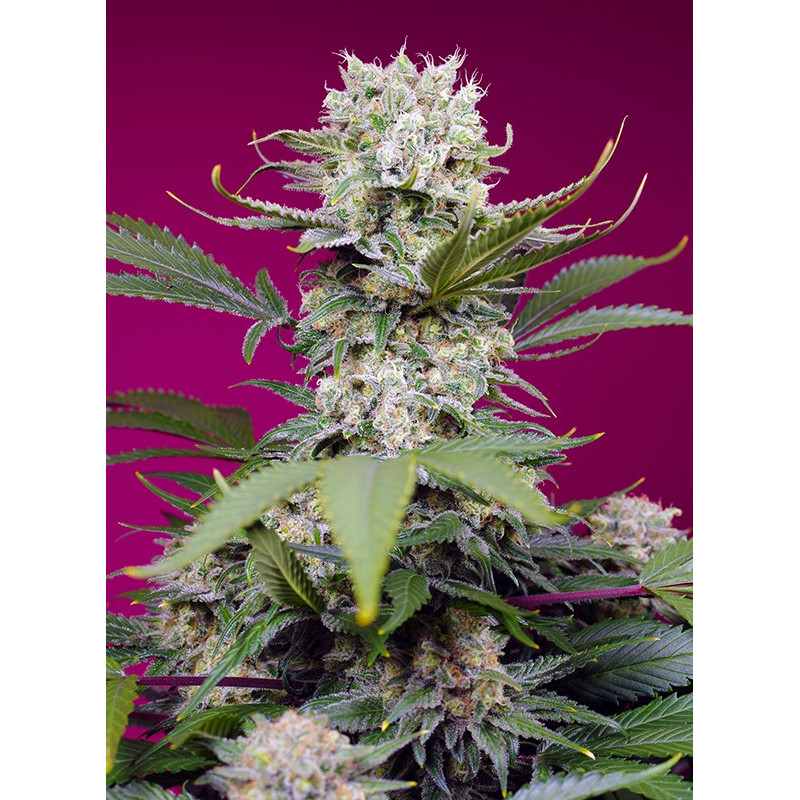 Sweet Mandarine Zkittlez XL - Autofloraison- Sweet Seeds