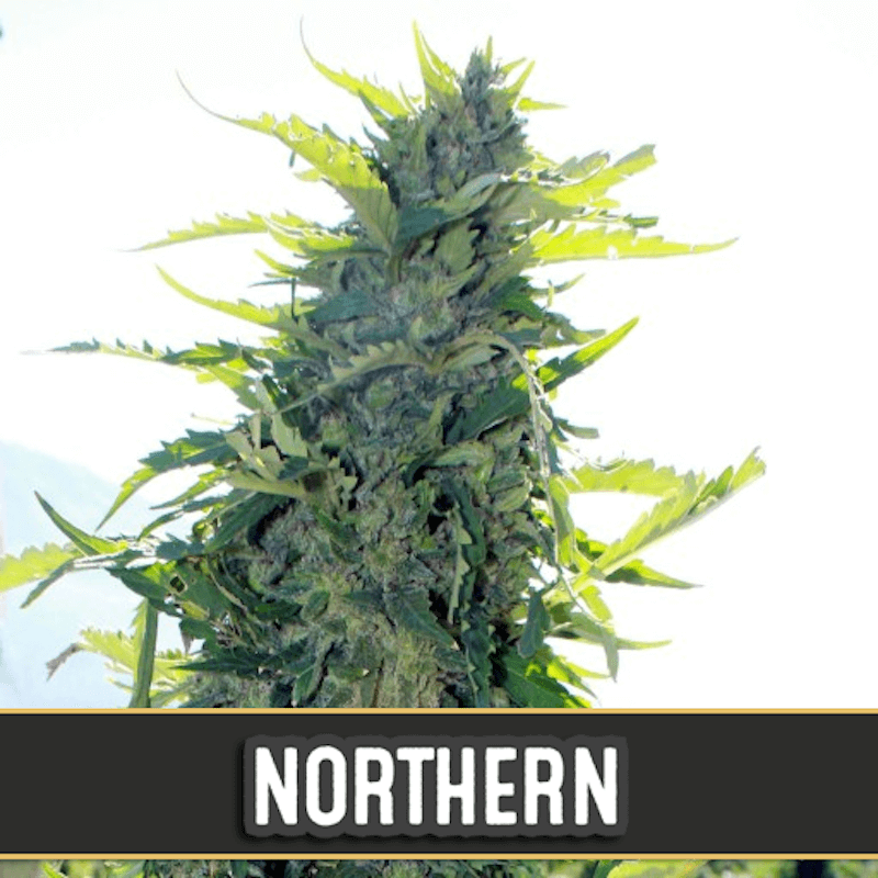 Northern auto blimburn seeds Northern auto blimburn seeds
