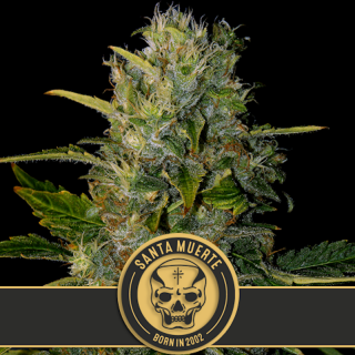 Santa muerte blimburn seeds