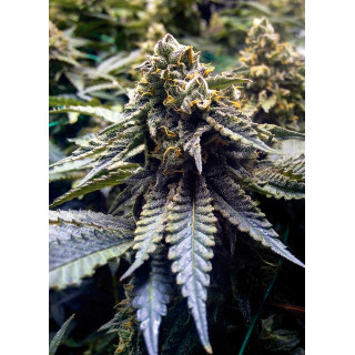 Chocolate Mint OG 2.0 - Féminisée - Humbodlt Seeds