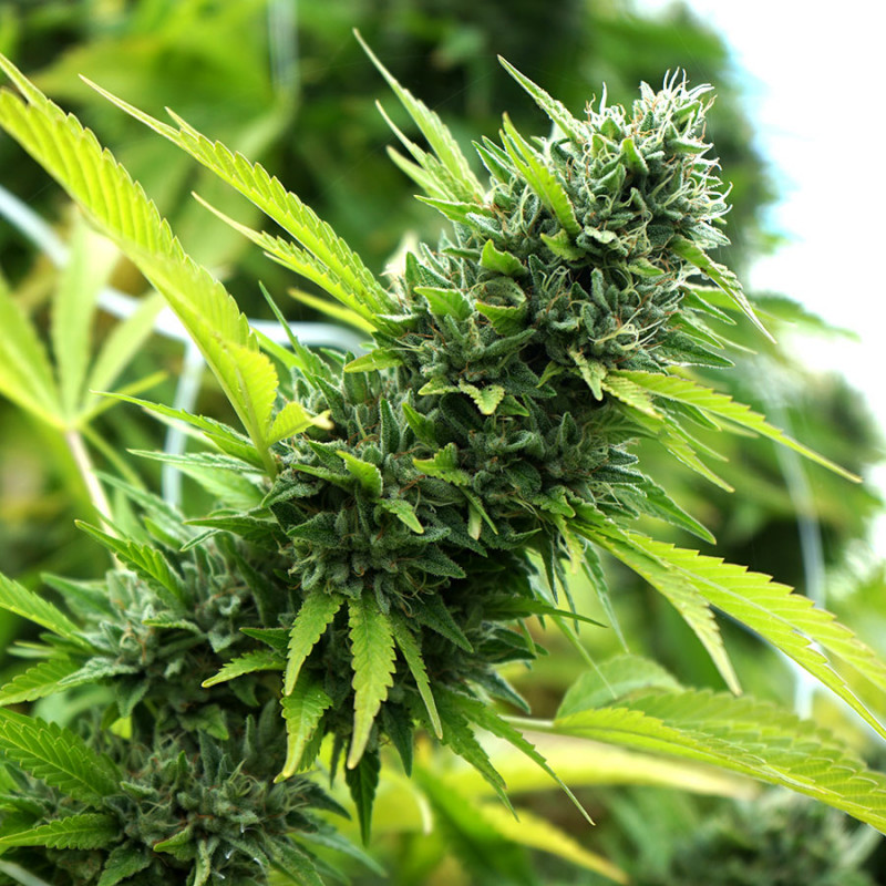 Banana Sapphire - Féminisée - Humboldt Seeds