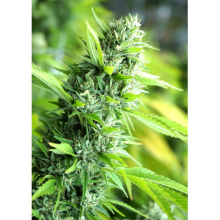Banana Sapphire - Féminisée - Humboldt Seeds