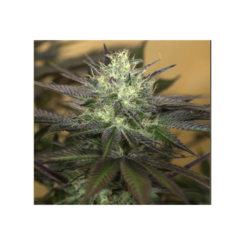Sapphire OG - Humboldt Seeds - 1