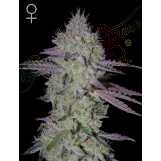 Tarte Tatin - Green House Seeds