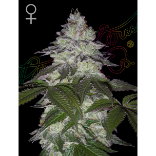 Milky Dreams - Green House Seeds