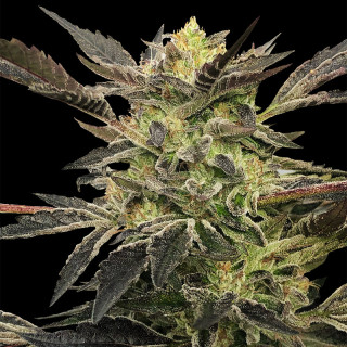 Pink Sunset Auto - Silent Seeds
